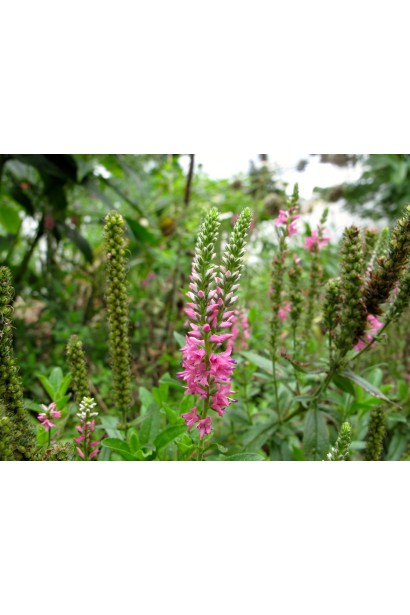 Veronica spicata pink